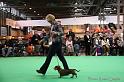 Crufts2011_2 1651